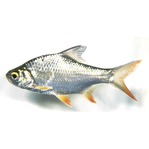 Tinfoil Barb Fish Seed, Feature : Longer Shelf Life