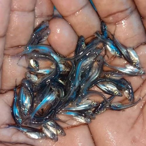 Vala Fish Seed, Feature : High In Protein, Longer Shelf Life