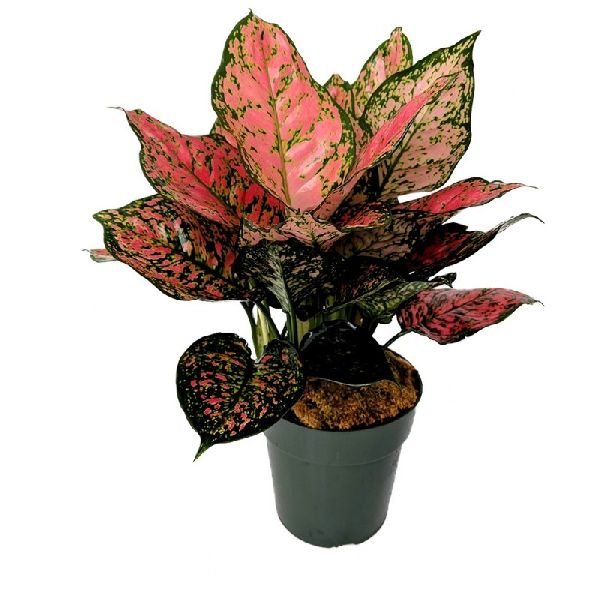 Aglaonema Red | Office Plants