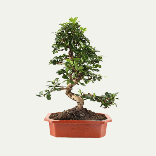 Carmona Bonsai Plants at Rs 180 / Piece in Noida Home Garden Nursery