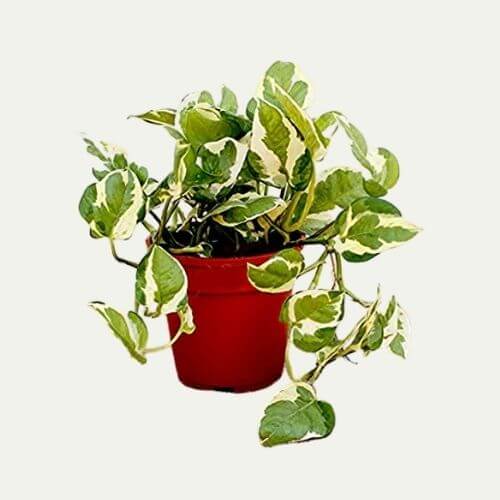 Indoor Plants | Money Plants