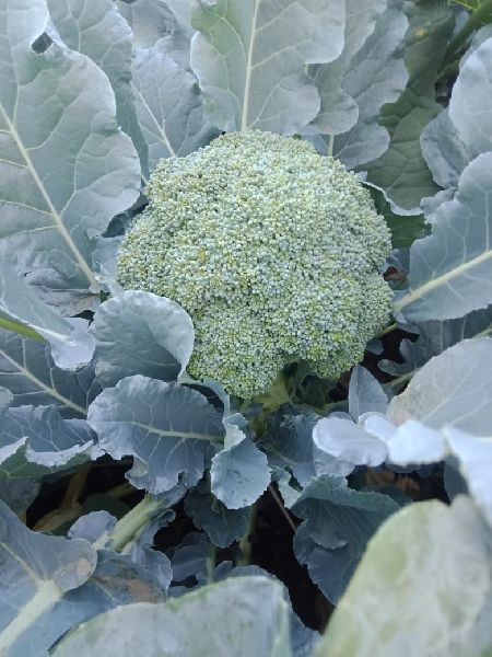 Broccoli, For Cooking, Feature : Fresh Taste