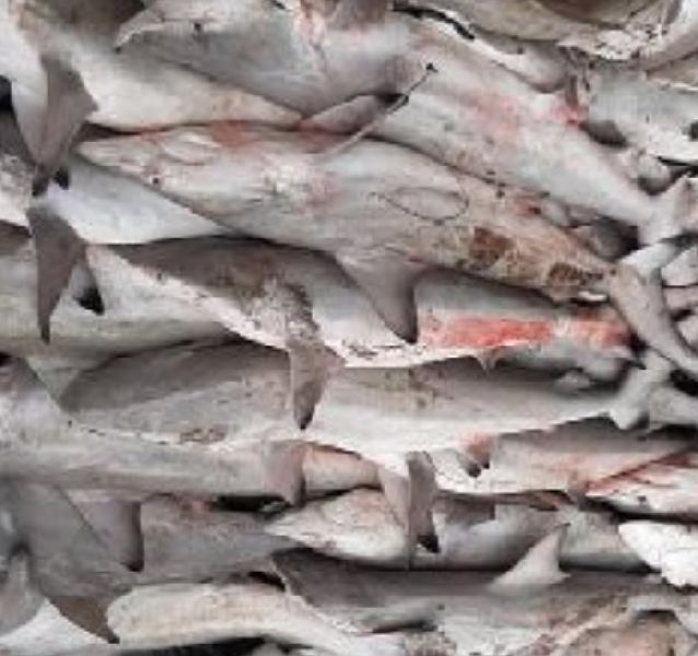 Shark Fish Buy Shark Fish for best price at INR 70 / Kilogram ( Approx )