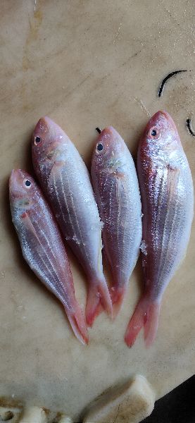 Rani Fish, Size : 200up