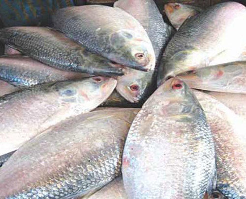 Sea Hilsa Fish, Style : Fresh, Frozen, INR 450INR 1.70 k / Kilogram by ...