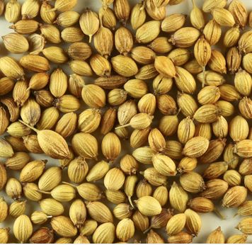 Common coriander seeds, for Agriculture, Cooking, Packaging Size : 100gm, 1kg, 500gm