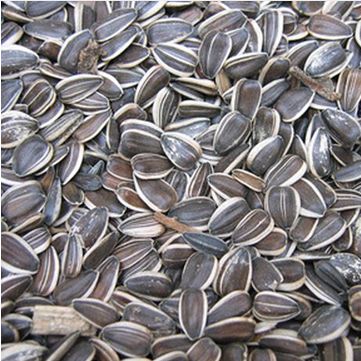 Common sunflower seeds, for Agriculture, Cooking, Medicinal, Feature : Natural Taste