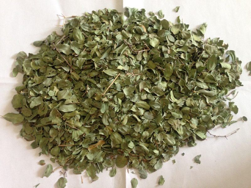 Indian Jujube dry Leaves, Color : Green