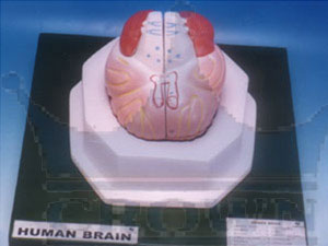 Plastic Human Brain Model, for Biological Lab