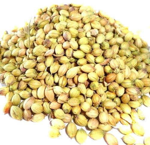 Organic coriander seeds, for Agriculture, Cooking, Food