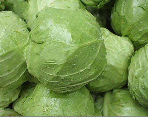 Round Organic Fresh Cabbage