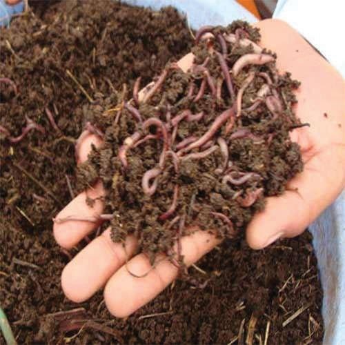 Natural Vermicompost Fertilizer, for Agriculture, Standard : Bio Grade