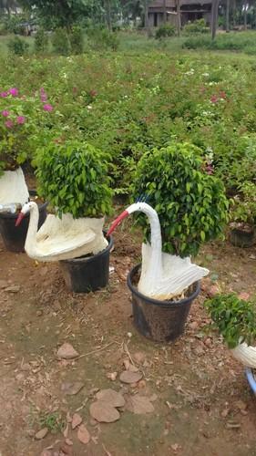 Garden Tree Pots