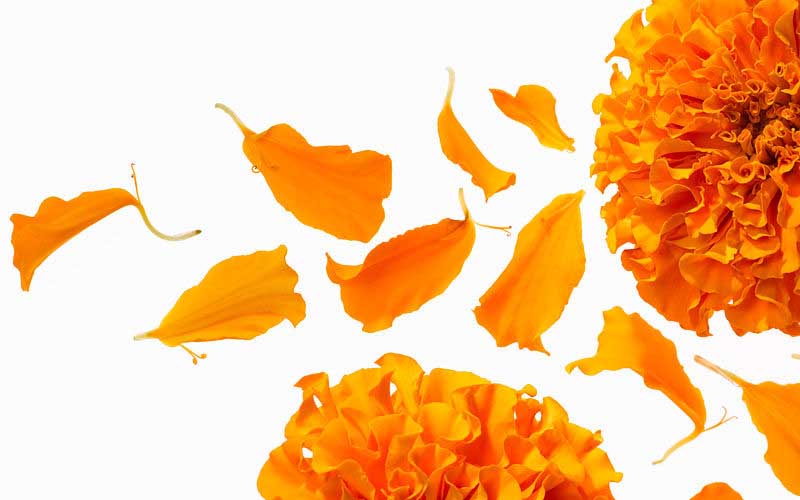 Organic Dried Marigold Flowers, Color : Yellow