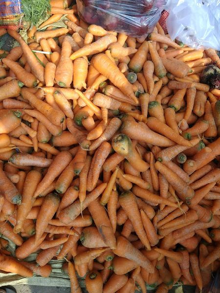 Natural Fresh Carrot, for Food, Pickle, Packaging Type : Jute Sack, PP Bags