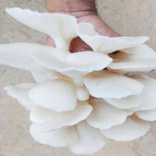 Common fresh oyster mushroom, for Cooking, Packaging Type : Box