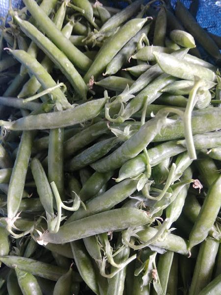 Common Fresh Peas, Packaging Type : Sack