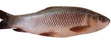 rohu fish