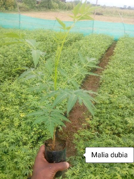 Malia dubia malbar neem plants, for Outdoor Use, Packaging Type : Plastic Bag