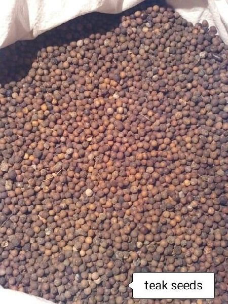 Teak plant seeds please contact 9167178969, for Agriculture, Style : Dried