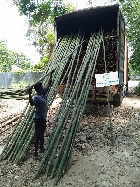 16 Feet Bamboo pole, Color : Light-green