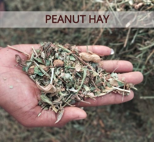 Peanut Hay Mungfali Chara, Packaging Type : PP Bag