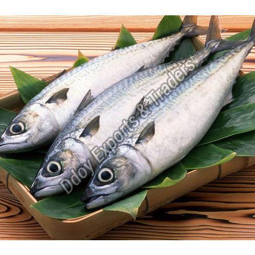 Fresh Vanjaram Fish Manufacturer in Hosur Tamil Nadu India by DDOY