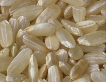 1121 white sella rice