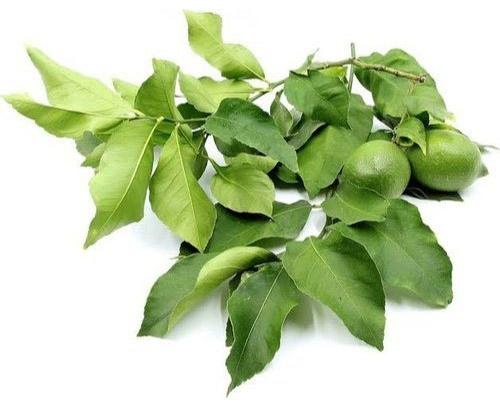 Lemon Leaves, Packaging Size : 15 kg, 20 kg