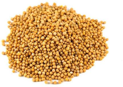 Yellow mustard seeds