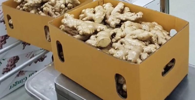 Organic Fresh Brown Ginger, for Cooking, Style : Natural