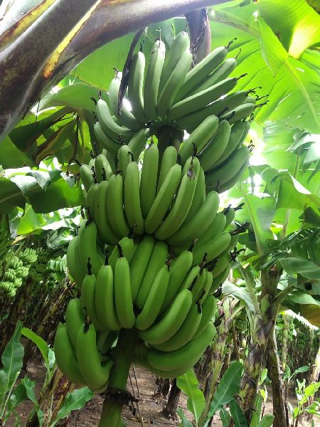 Organic Fresh Cavendish Green Banana, for Pesticide Free