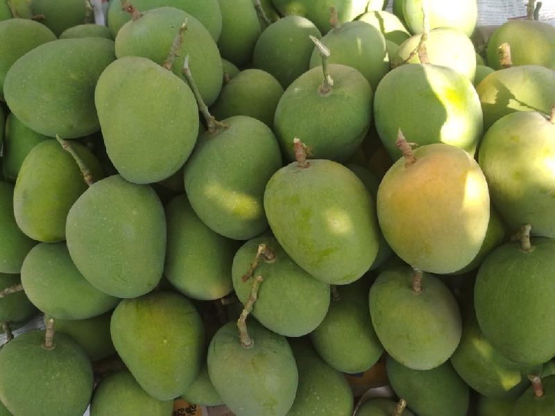 Fresh Dasheri Mango