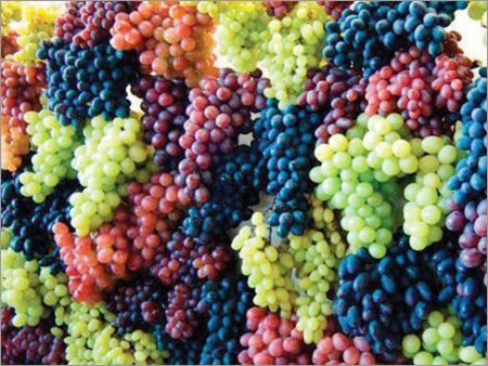 Common Fresh Organic Grapes, Color : Black, Light Green, Red