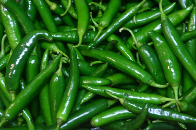 Common Fresh Organic Green Chilli