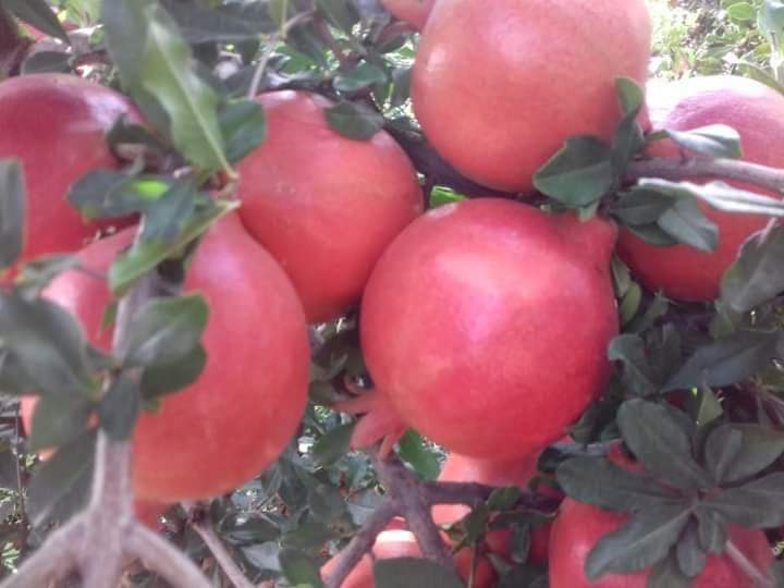 Common Fresh Organic Pomegranate, Color : Red