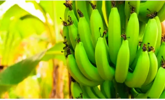 Green Cavendish Banana