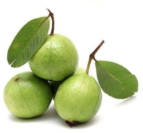 Organic fresh guava, Packaging Size : 10 kg, 20 kg