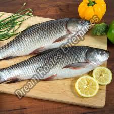 Fresh Rohu Fish, for Household, Restaurants, Packaging Type : Thermocole Box
