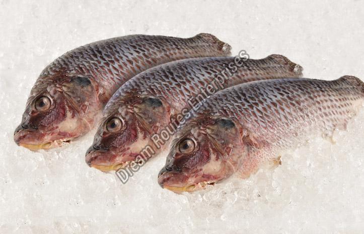 Frozen Catla Fish