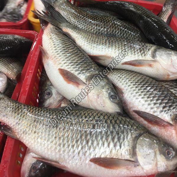 Frozen Rohu Fish, for Cooking, Food, Human Consumption, Packaging Type : Vaccum Packed