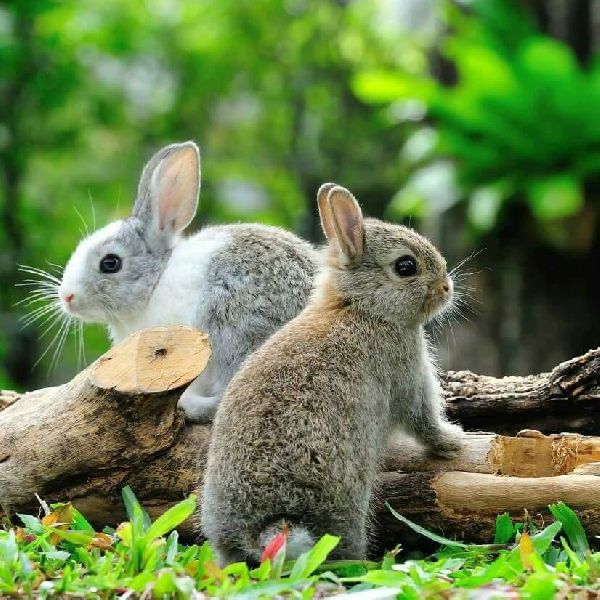 Mahan Rabbit Farming, Age Group : 0-3 Months, 3-6 Months
