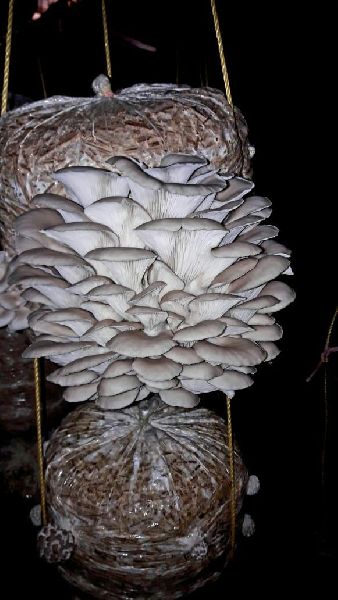 oyster dry mushroom