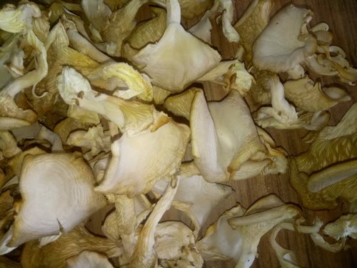 Dried Oyster Mushrooms, Packaging Type : Carton