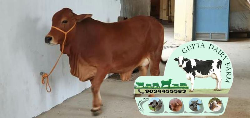 Sahiwal Cow, for Dairy Use, Farming Use, Feature : 8-16Liters/Day
