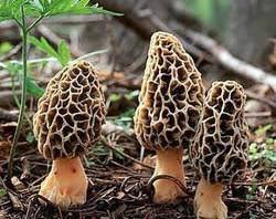 Morels Mushrooms