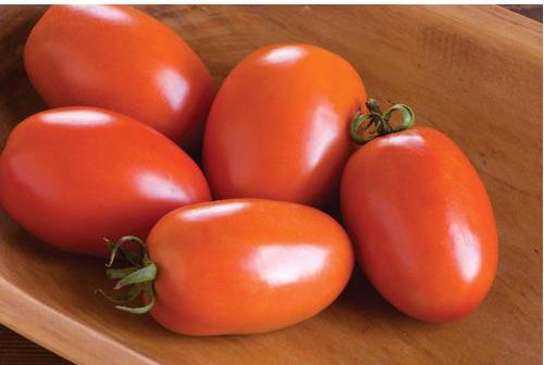 Organic fresh tomato, Packaging Type : Plastic Bag