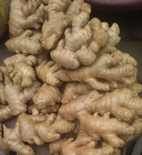 Common Organic Ginger, for Cooking, Medicine, Packaging Type : Gunny Bags, Jute Bags