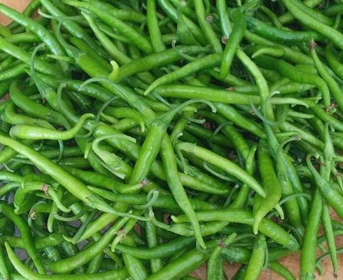 Organic Green Chilli
