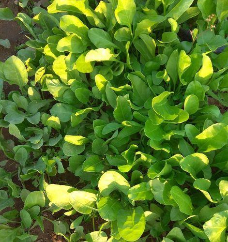 Organic Spinach Leaves, Shelf Life : 5-7 Days